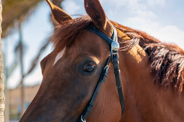 Close up face portrait of brown arabian horse mare with harness and black leather bridle. Chestnut horse looking at camera. The horse looks forward with raised ears. Head animal, horse's eye
