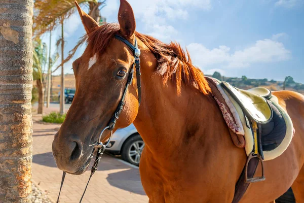 Close up face of bay horse in black leather bridle portrait.  Brown arabian horse mare with harness. Chestnut horse looking at camera. Horse looks forward with raised ears. Head animal with long mane.