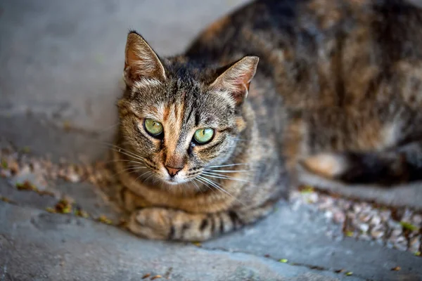 The funny dark street cat with light green beautiful eyes intently looking at camera. Selective focus with shallow depth of field. Portrait of a fluffy male stray cat sitting on the asphalt, outside