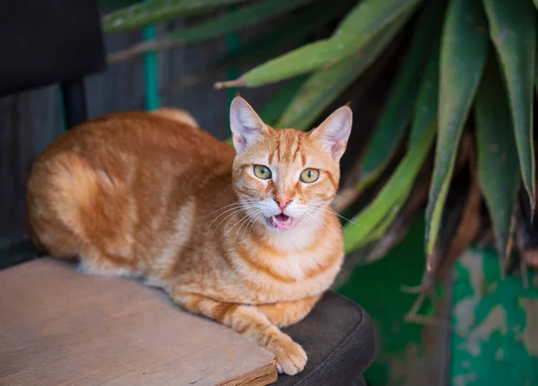 Red cat with an open mouth meow, yawning against blurred green background. Close up portrait of funny ginger cat face mewing and having widely opened a mouth, sitting on a chair. Shallow focus.