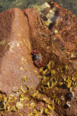 İsrail 'deki Eilat' ın Kızıldeniz kıyısında batan güneşin ışınlarında kıyıdaki kayalıklarda taş yengeç. Grafik önerisi, kayanın üzerinde duran kırmızı kaya yengeci. Yukarıdan taşlı bir deniz yatağına bak