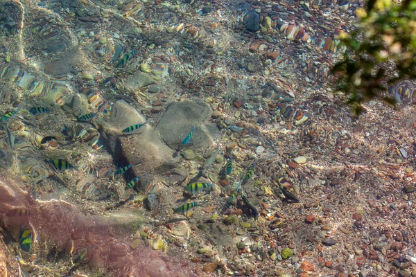 Bright coral reef with colorful fish of the Red Sea in Israel. Overview of the seabed seen from above, transparent water. A group of fish are swimming in the sea. Diving With Fishes, beautiful seabed