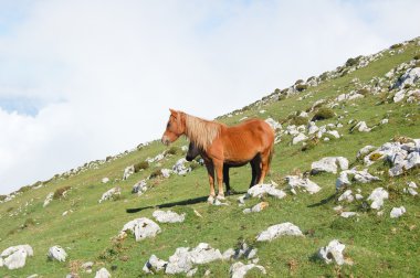 iki at dağ