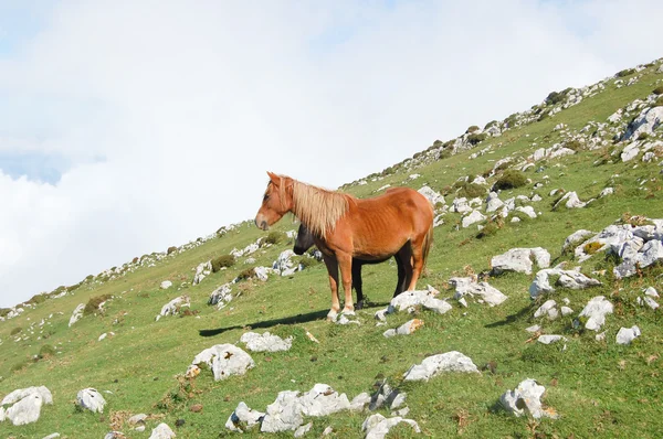 Zwei Pferde im Berg — Stockfoto