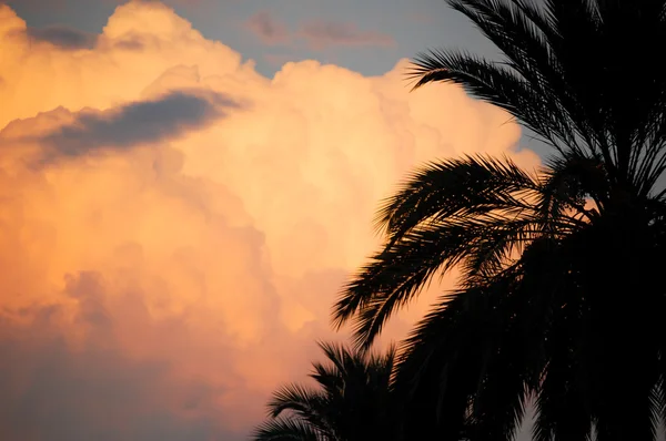 Palm trees and cloud — Stock Photo, Image