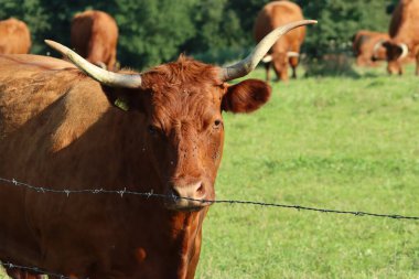 Çiftlikte dost canlısı bir inek 
