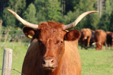 Çiftlikte dost canlısı bir inek 