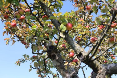 Yaz aylarında ağaç elma