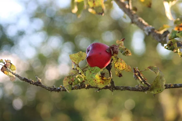 Kleuren Van Herfst — Stockfoto