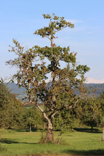 Sonbaharda Swabian Manzarası 