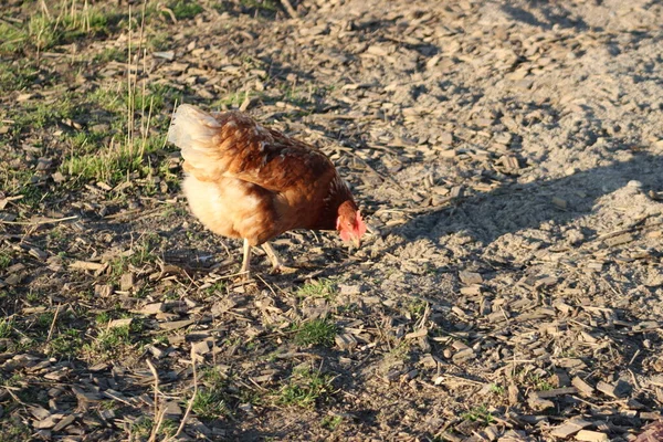 Pollo Hambriento Granja —  Fotos de Stock