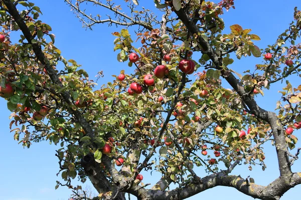 夏天的时候在树上的苹果 — 图库照片