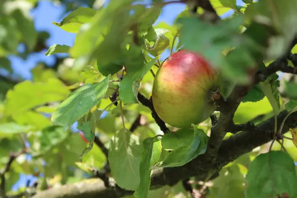 Appels Boom Zomer — Stockfoto