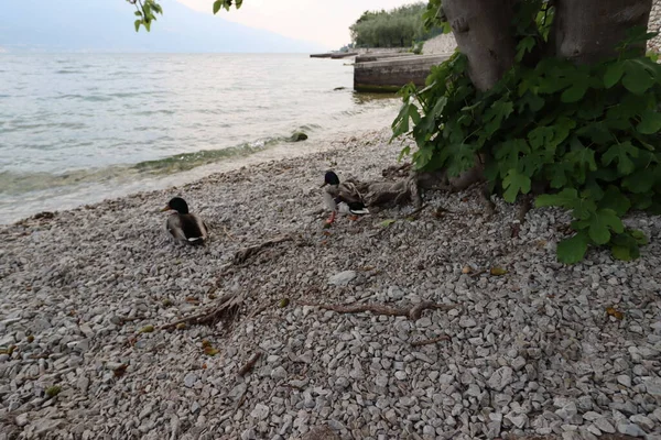 Seyahat Hedefi Garda Gölü 