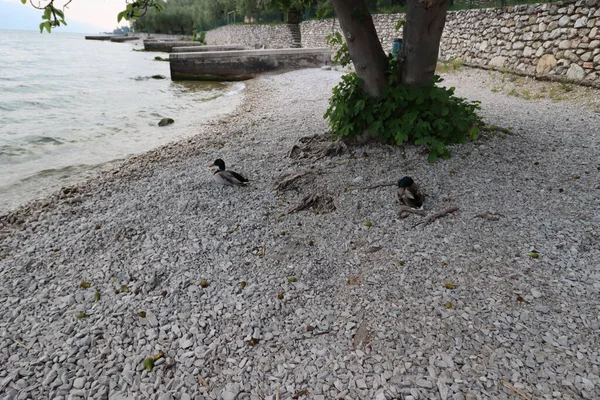 Seyahat Hedefi Garda Gölü 