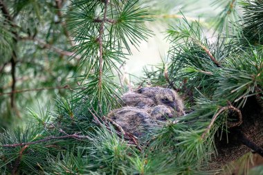 Ormandaki küçük bir kuş.