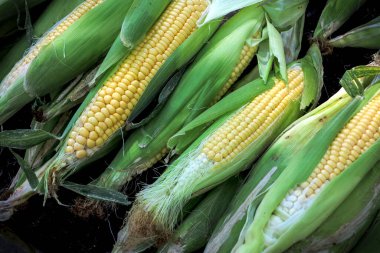 Koçanda taze mısır