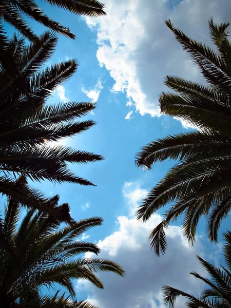 Palmier Forêt Tropicale Palmiers Sur Fond Bleu Ciel Filtre Vintage — Photo