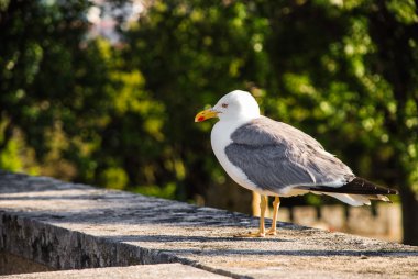 Sarı bacaklı martı