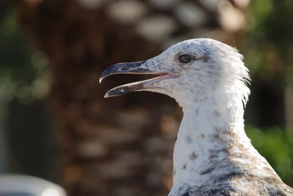 Gaviota — Foto de Stock