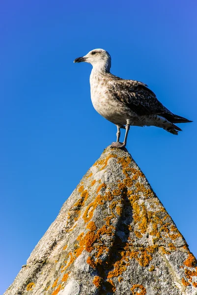 Gabbiano — Foto Stock