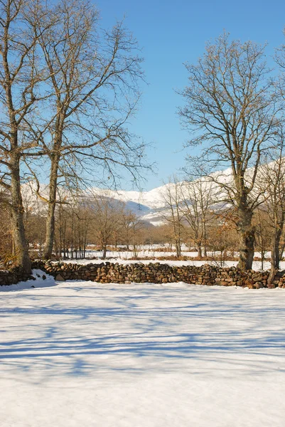 Pastos nevados —  Fotos de Stock