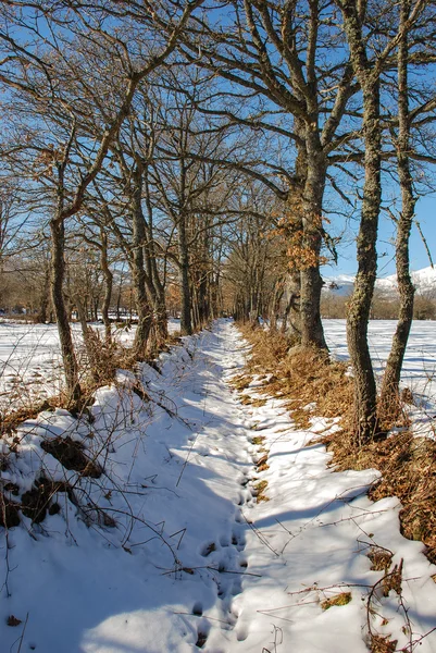 Snowy trail — Stock Photo, Image