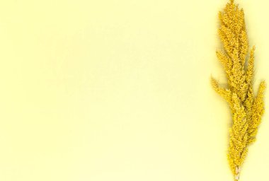 Yeşil arka planda sarı buğday kulakları. en üstteki görünüm.