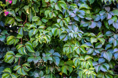 Bitkinin güzel yeşil yaprakları.