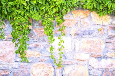 Sarmaşıklı eski taş duvar