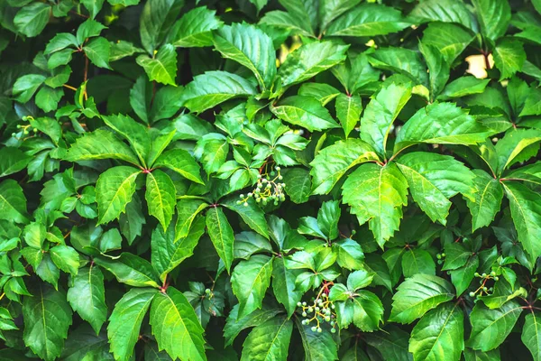 Hojas Una Planta Joven — Foto de Stock