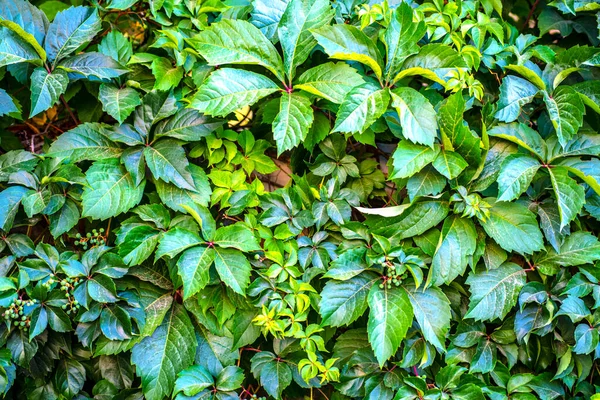 Close Green Leaves Ivy Garden Autumn Season — Φωτογραφία Αρχείου