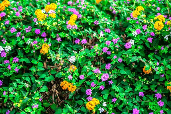 Zblízka Barevné Pulzující Květinový Vzor — Stock fotografie