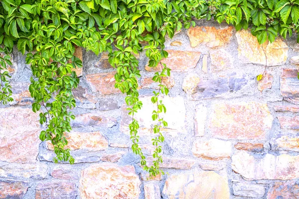 Viejo Muro Piedra Con Hiedra —  Fotos de Stock