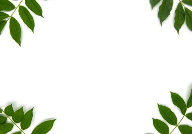 frame of tropical leaves on white background. top view