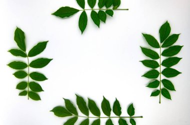 green leaves frame on white background, top view