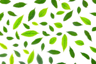 green leaves of mint on white background. top view.