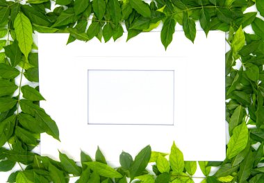 frame of white flowers and green leaves on a light background
