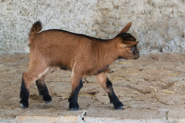 Minyatür keçi — Stok fotoğraf