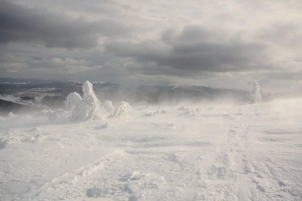 Tempestade de neve. Cárpatos, Ucrânia . — Fotografia de Stock