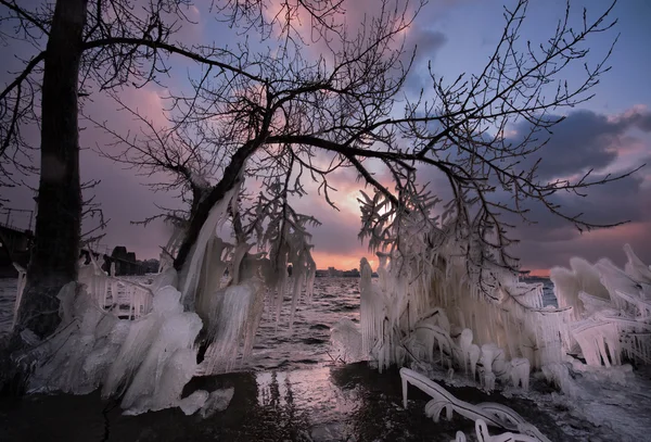 Árvore congelada de tempestade de inverno . — Fotografia de Stock