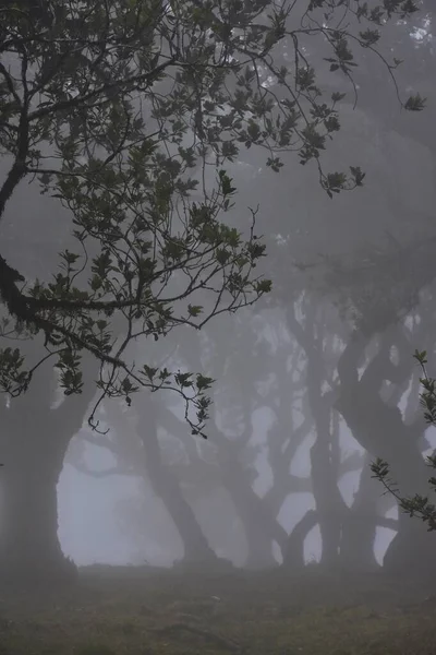 Мистический Туманный Лес Высокими Деревьями Рано Утром — стоковое фото
