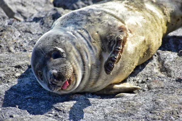 Adorable Seal Glossy Fur Enjoying Sun Laying Rocky Shore — Stock Photo, Image