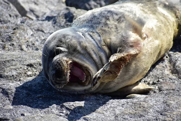 在岩石海岸上打呵欠时奇怪的海豹 — 图库照片