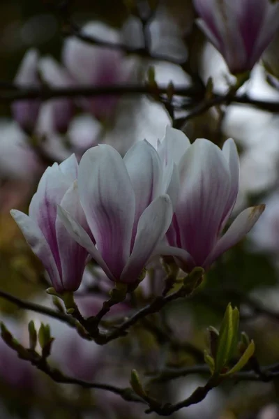 マグノリアの花を咲かせ 自然な花の背景 — ストック写真