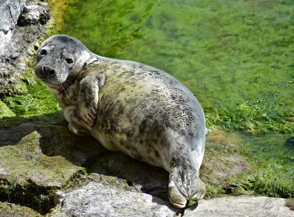 Cute seal resting on shore with seaweeds looking at camera