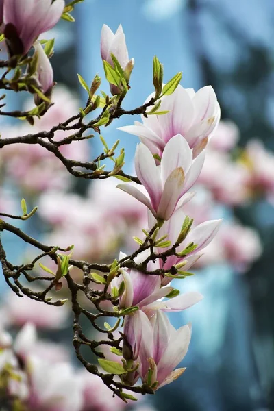 Teneri Fiori Magnolia Rosa Con Sfondo Blu Sfocato Foto Stock