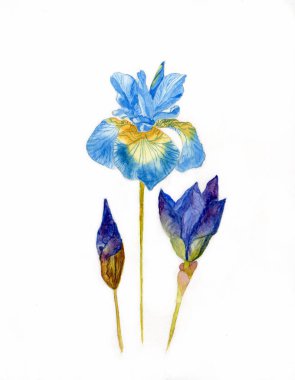 Iris çiçeklerinin suluboya resmi. Basılabilir kartpostal. El çizimi.