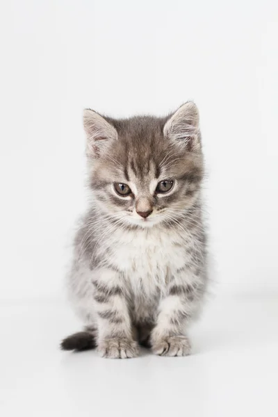 Серый кот Лицензионные Стоковые Фото