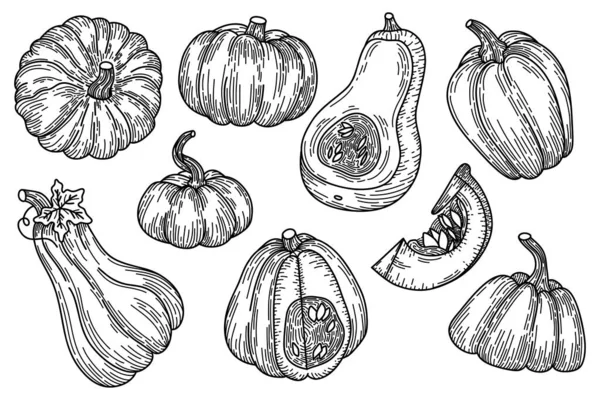 Calabazas Dibujo Vector Ilustración Otoño Cosecha Verduras Colección Grabado Para — Archivo Imágenes Vectoriales